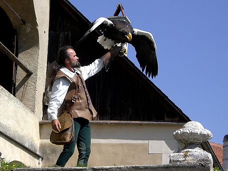 Greifvogelschau