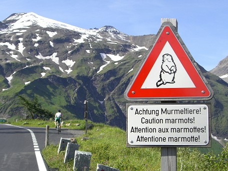 Murmeltiere