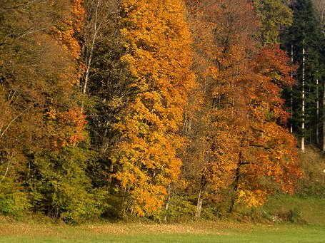 herbstlauf_01_web