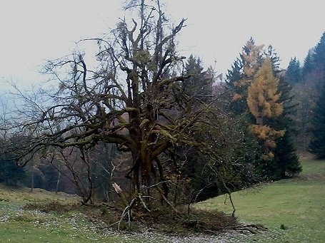 Allerseelenlauf_04_Web